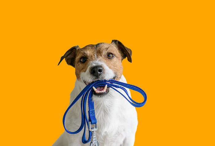 small dog holding a leash with an orange background