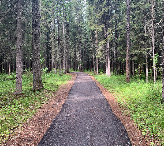 forest trail