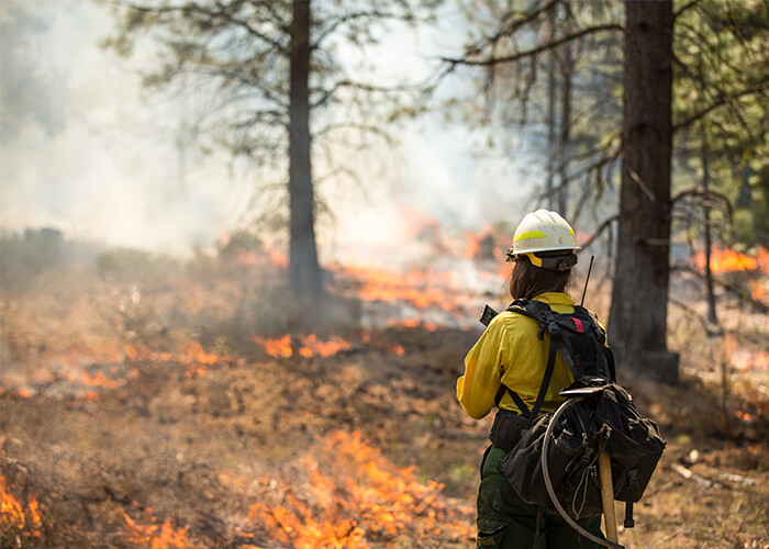 wildland firefighter battling ground fire